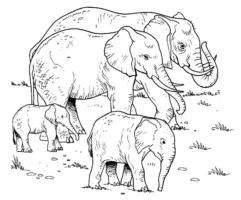 Manada de elefantes para colorir
