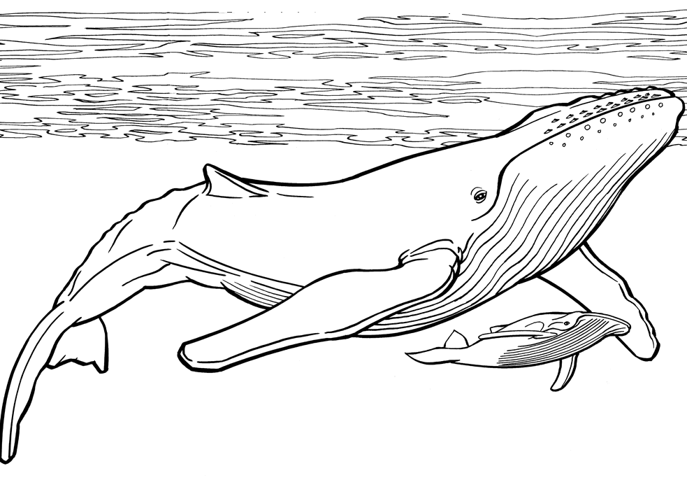 Desenho de baleia com filhote